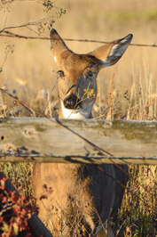 Deer fence installation near me Placerville CA